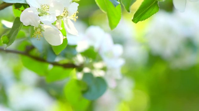 Apple spring blossom closeup. Beautiful nature scene with blooming organic apple tree