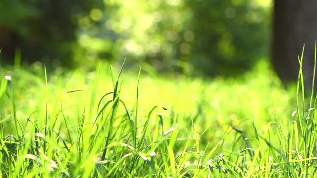 Spring grass meadow. Environment concept. Green nature background. 4K UHD video 3840X2160