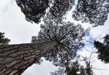 Огромные сосны на фоне неба. Парк Дендрарий, Сочи, Россия. © pelatophoto