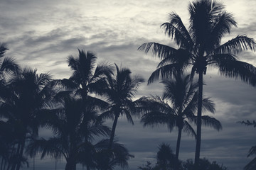 Palm trees silhouettes on the beach on a cloudy day.