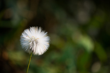 Fototapeta na wymiar Dandelion flower with blurred nature background.