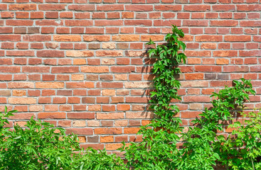Old wall made from red bricks