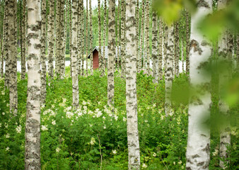Finnland & Birkenwald