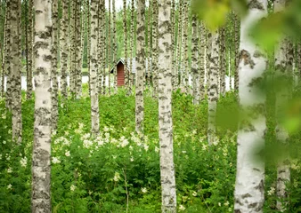 Wandcirkels tuinposter Finnland & Birkenwald © Marco Martins