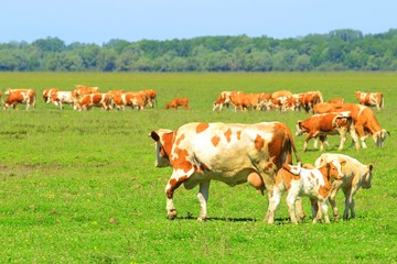 Fototapeta na wymiar Cow and calves 
