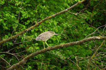 Night heron on bench 