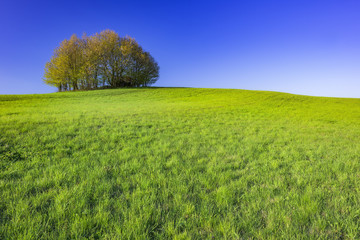 Lone tree in the spring