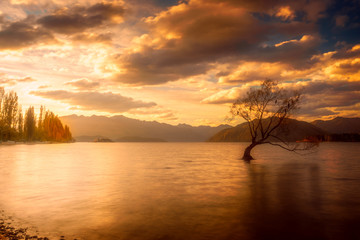 Yet Another Photo of the Wanaka Tree at Sunset