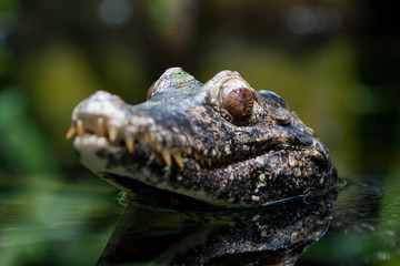 Crocodile
