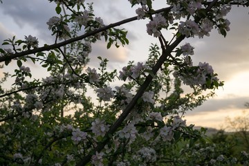 Spring tree flowering. Slovakia