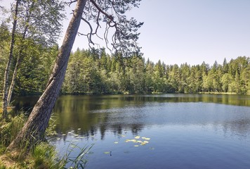Fototapeta na wymiar Peaceful summer lakeside scenery with clear blue sky