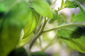 Seedlings tomato in plastic cups.