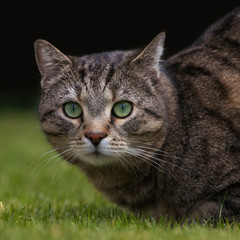 Naklejka na ściany i meble Tabby cat with big round eyes on a lawn