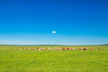 Fototapeta na wymiar Cows and calf on farm in nature park Lonjsko polje, Croatia