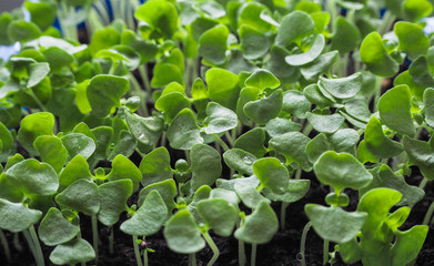 Young sweet basil plants sprouting in spring.