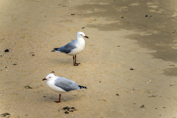 オークランドのかもめ