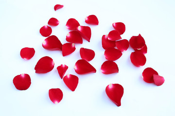 Abstract of red rose petals on white background