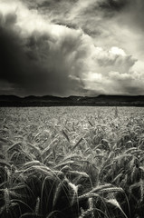 Obrazy na Plexi  dramatyczne chmury burzowe niebo nad polem pszenicy czarno-biały krajobraz