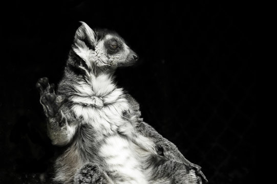 Lemurien Bilder Durchsuchen 1,054 Archivfotos, und
