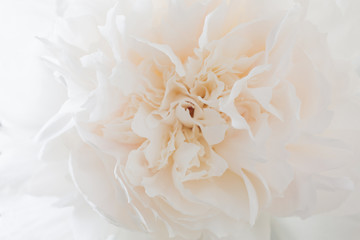 Floral background of light tones. Peony bud close