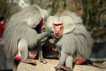 Affen beim entlausen 