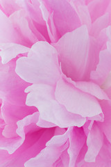 Floral background of pink tones in blur. Peony bud close