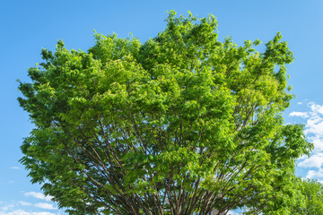 Trees in an urban park 3