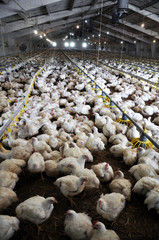 Fototapeta premium Farm for growing broiler chickens to the age of one and a half months 