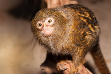 Mico sagui Black-tufted Marmoset Callithrix penicillata also known as the Black-pencilled Marmoset.