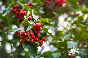 Листва и ягоды расцветающего боярышника