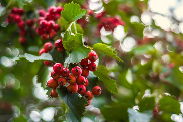 Листва и ягоды расцветающего боярышника