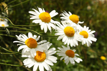 daisy flowers on the field