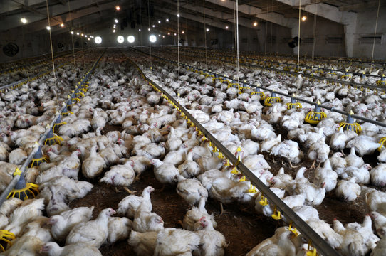 
Farm for growing broiler chickens to the age of one and a half months

