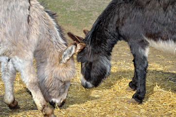 Young donkeys feed straw and grass in the zoo
