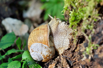 Large forest snail crawls along the old stump