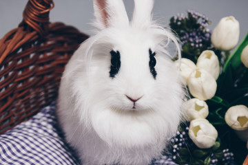 White fluffy rabbit in basket with flowers