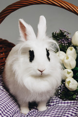 White fluffy rabbit in basket with flowers