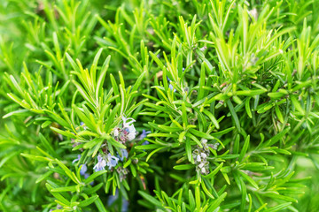 Blossoming rosemary plant