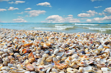 Obraz na płótnie Canvas Sea waves washed clean beach made of shells. Landscape on a wild beach. The sea in the summer.