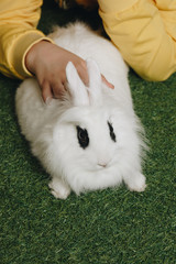 Hand petting a rabbit