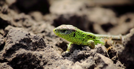 Lizard