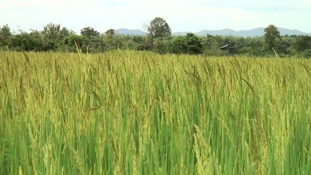 Rice Paddy