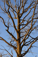 Bare branches of a tree. Branches without leaves against the blue sky