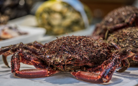 Centollo vivo en mercado gallego