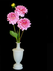 White vase with three pink garden dahlias, on black.