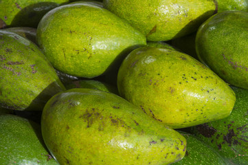 Large smooth Brazilian avocados stacked in an outdoor display in a farmers market in Rio de Janeiro, Brazil