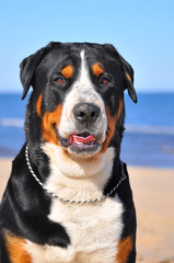 Grosser Schweizer Sennehund head