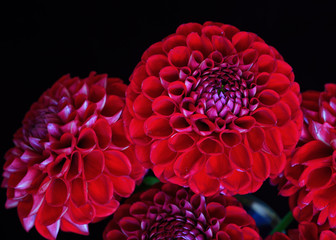 A bunch of red garden dahlias on black.