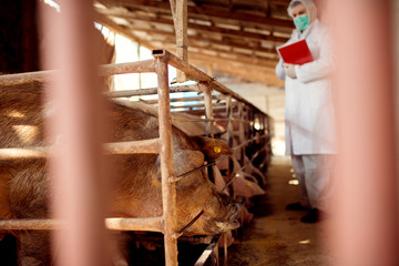Veterinarian examining pigs at pig farm.