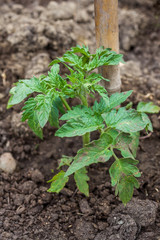 Young tomato plant in open ground in vegetable garden